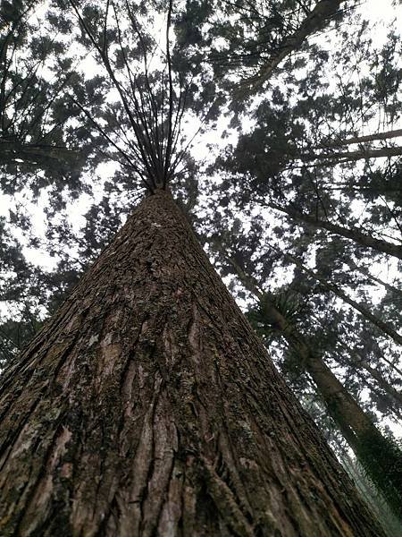 我的74老後第二次外宿獨旅4-2（在阿里山隙頂山中行旅四天三