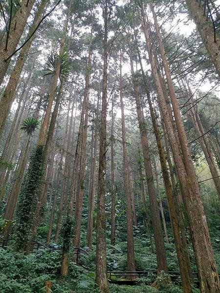 我的74老後第二次外宿獨旅4-2（在阿里山隙頂山中行旅四天三