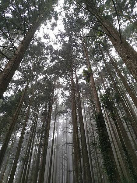 我的74老後第二次外宿獨旅4-2（在阿里山隙頂山中行旅四天三