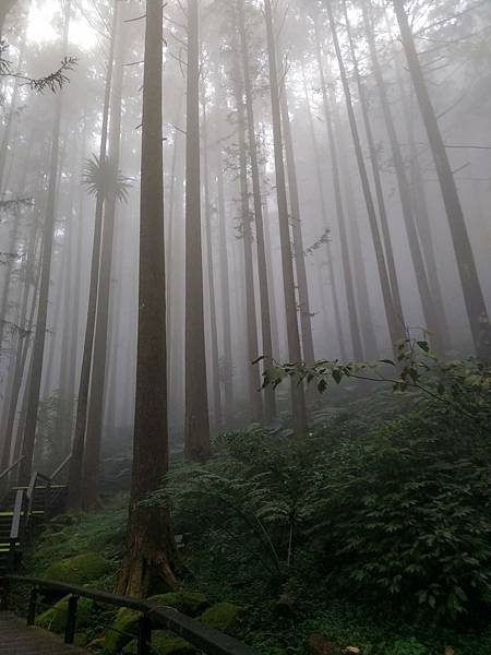 我的74老後第二次外宿獨旅4-2（在阿里山隙頂山中行旅四天三