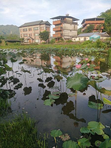 雙溪賞荷自我療癒之旅（2023/6/19夜宿雙溪山中民宿良辰