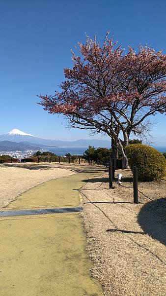 入住日本平飯店賞拍富士山（我的76老後到日本自由行2024/