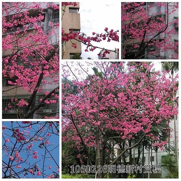 回顧2016年瘋追櫻花行
