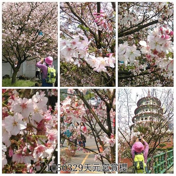 回顧2016年瘋追櫻花行