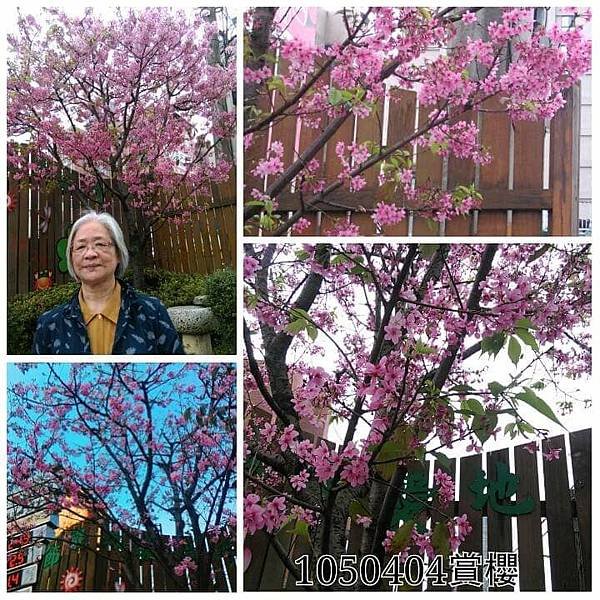 回顧2016年瘋追櫻花行