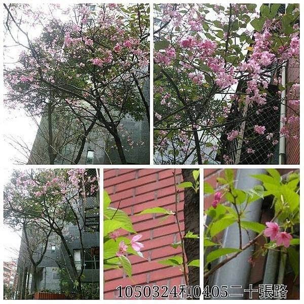 回顧2016年瘋追櫻花行