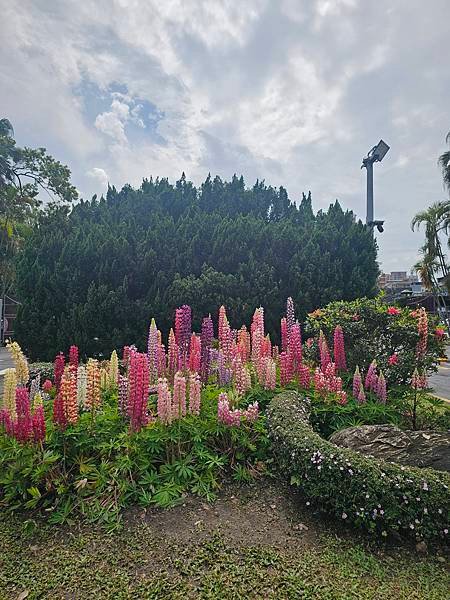 春遊台大校園賞拍杜鵑花和魯冰花[我的77老後日常〕（2025