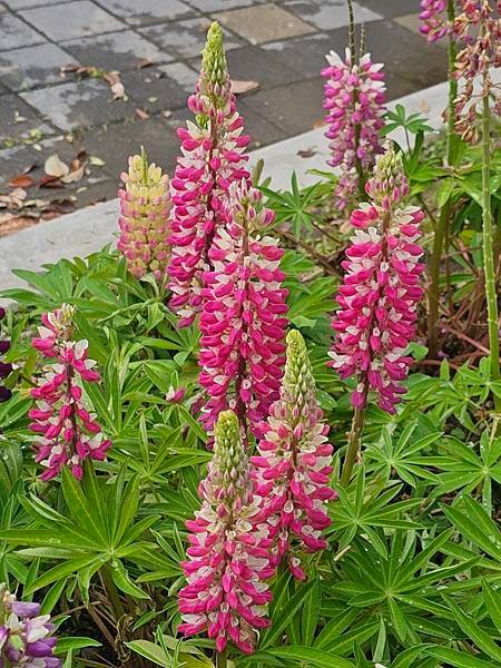 春遊台大校園賞拍杜鵑花和魯冰花[我的77老後日常〕（2025