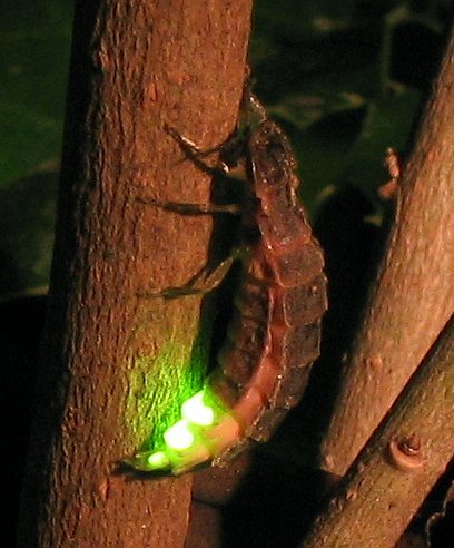 glow worm2