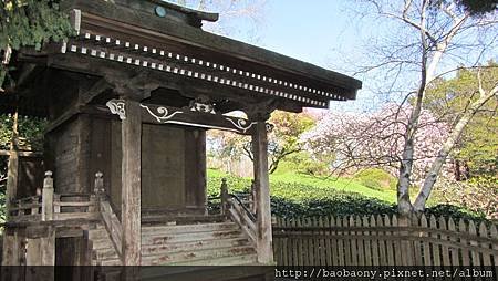 120407 Cherry Blossom 174