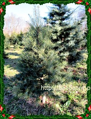 111203 Xmas tree 056