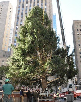 story_xlimage_2010_11_R4122_Rockefeller_Christmas_Tree_111210.jpg