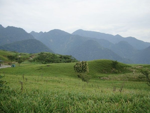 六十石山-滿山石山-早熟金針花遍野金針草