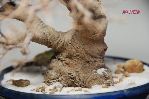 ( 添加一些元素~營造出濃濃的雪景氣氛也不錯 ) ..