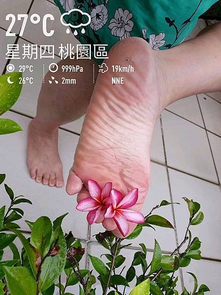 照片中的花是紅花緬梔 2021.07.22 ​​​