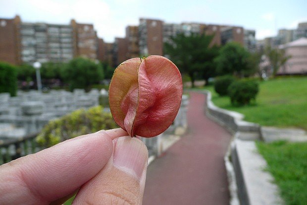 台灣欒樹的蒴果