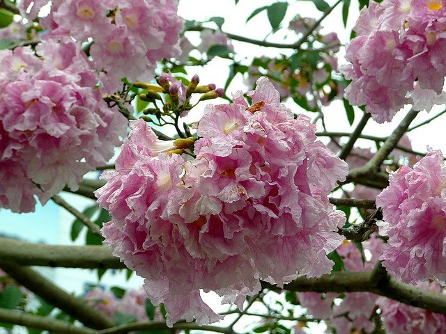 洋紅風鈴木開花