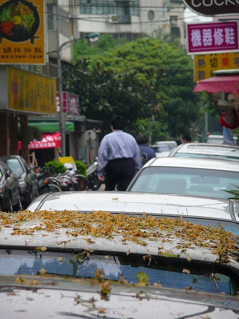 加羅林魚木開花