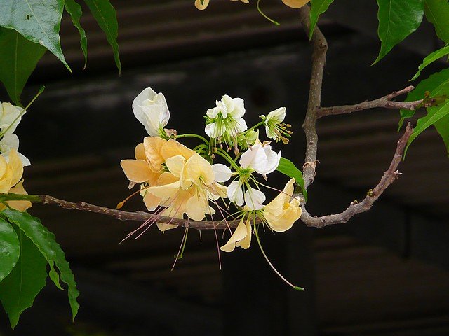 加羅林魚木開花