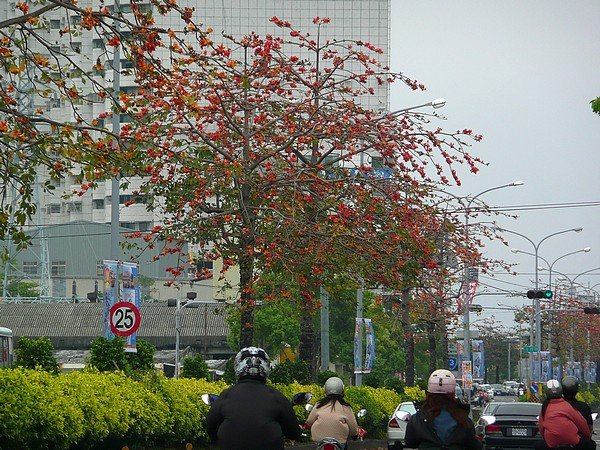 豐原中山路上的木棉樹