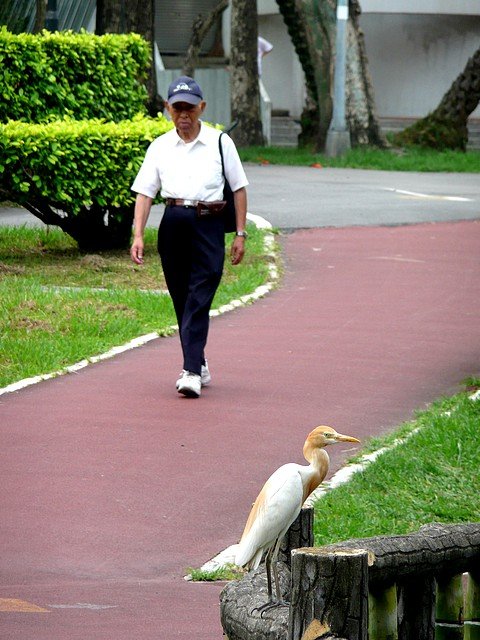 牛背鷺