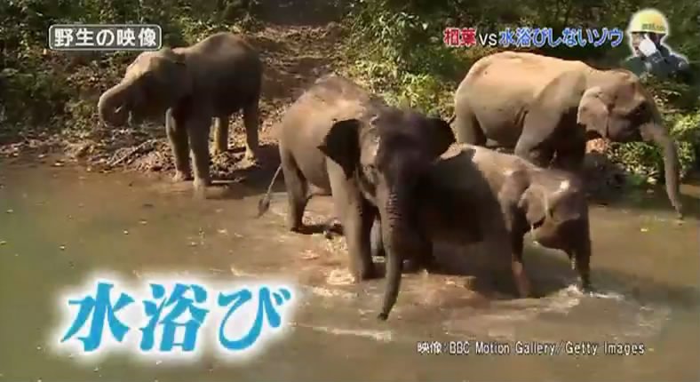 相葉雅紀 如何讓不愛沖澡的大象自己沖澡 (日本綜藝：志村動物園 150829)_4