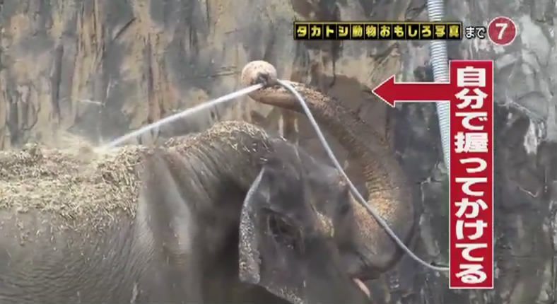 相葉雅紀 如何讓不愛沖澡的大象自己沖澡 (日本綜藝：志村動物園 150829)_6