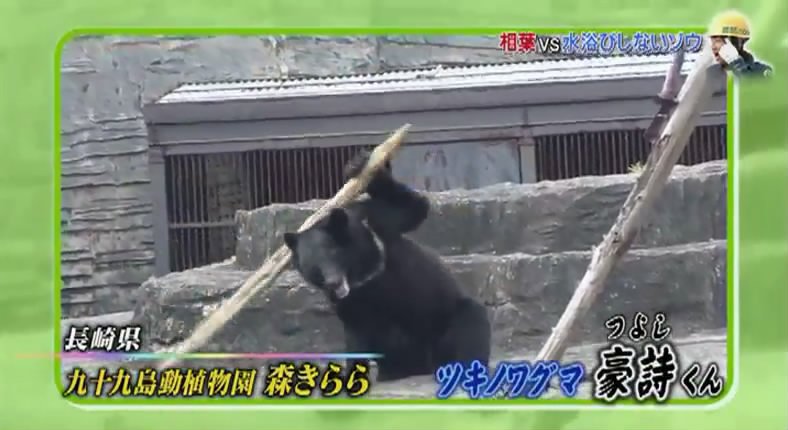 相葉雅紀 如何讓不愛沖澡的大象自己沖澡 (日本綜藝：志村動物園 150829)_8