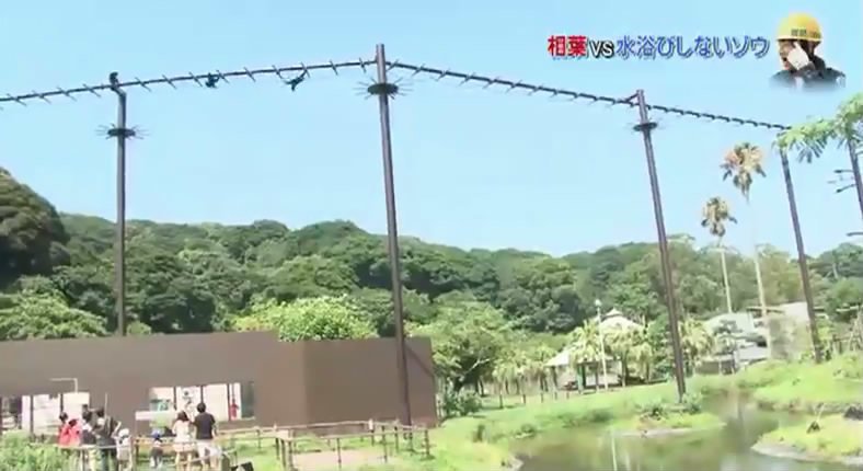 相葉雅紀 如何讓不愛沖澡的大象自己沖澡 (日本綜藝：志村動物園 150829)_9