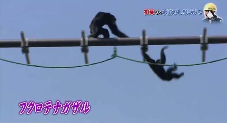 相葉雅紀 如何讓不愛沖澡的大象自己沖澡 (日本綜藝：志村動物園 150829)_10