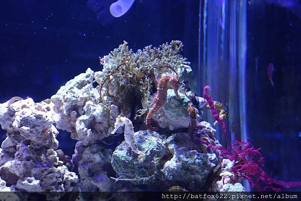 屏東水族展示廳
