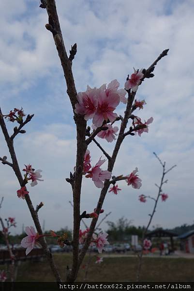 櫻花樹