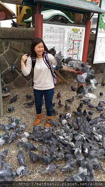 餵鴿子