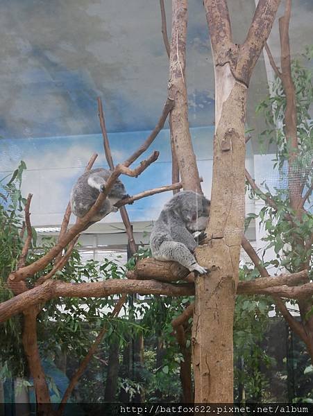 台北木柵動物園