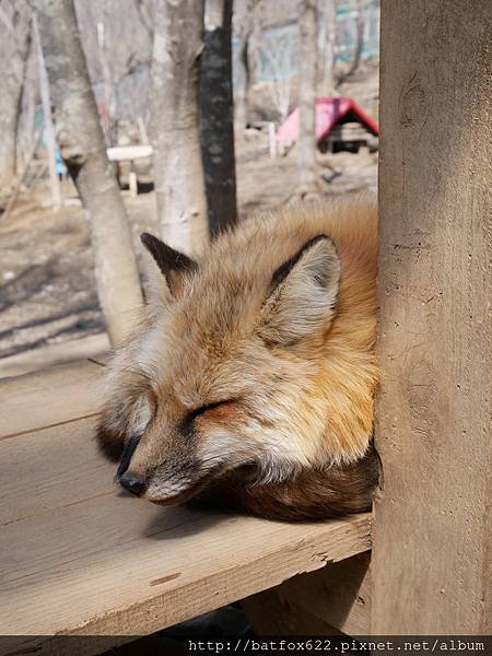 藏王狐狸村