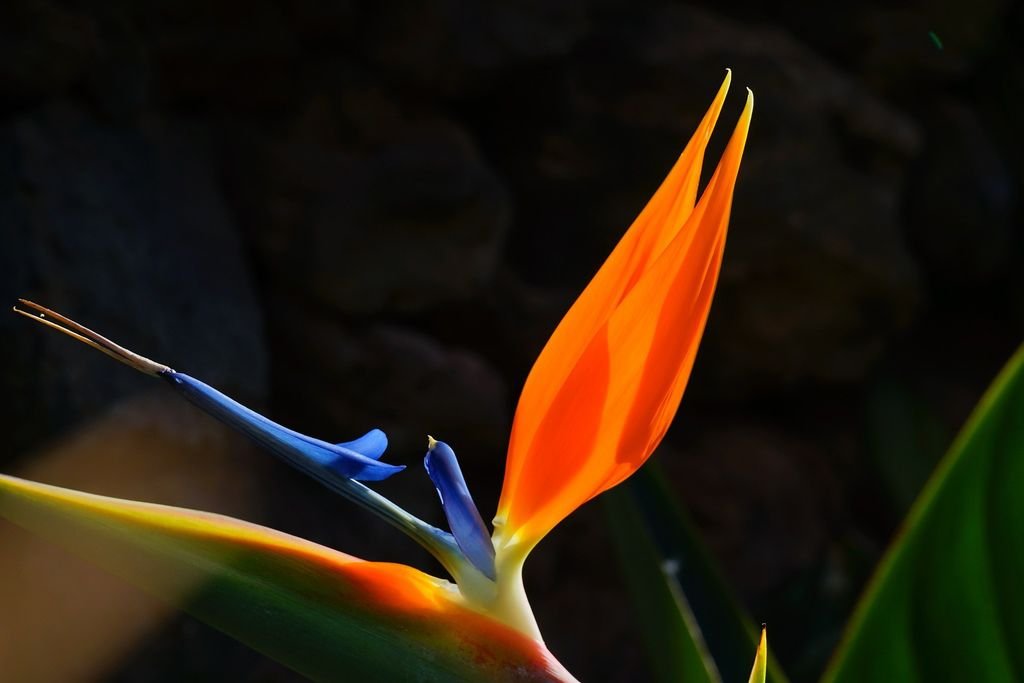 bird-of-paradise-flower.jpg
