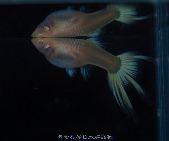 燕尾黃尾禮服白子---母.jpg
