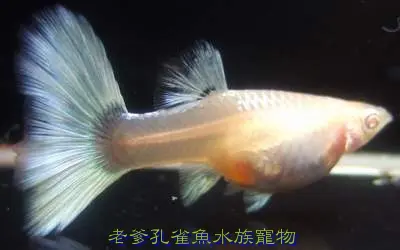 大背黃尾禮服白子---母.JPG
