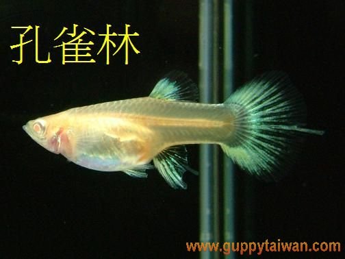 粉紅白黃尾禮服--母(燕基).JPG