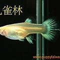 粉紅白黃尾禮服--母(燕基).JPG