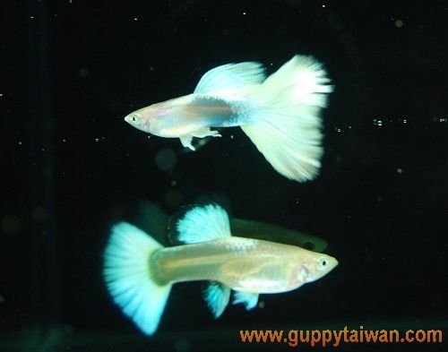 黃化粉紅白黃尾禮服--對魚.jpg