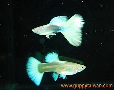 黃化粉紅白黃尾禮服--對魚.jpg