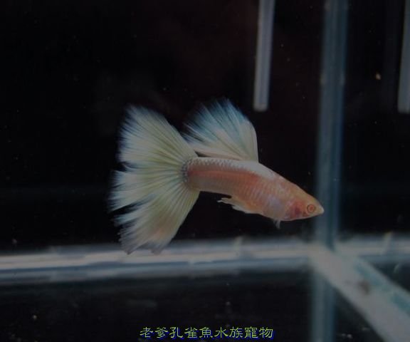 燕尾黃尾禮服白子---公.jpg