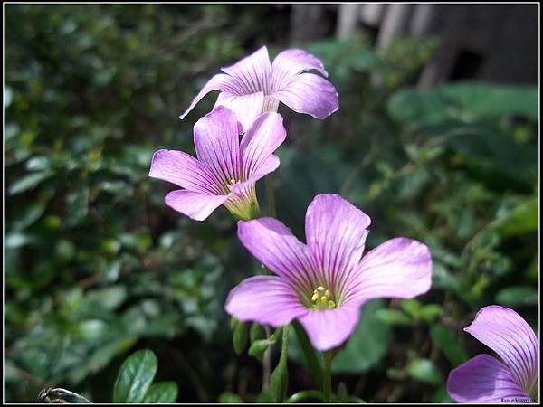 紫花醡漿草1.jpg