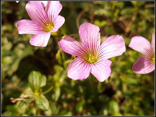 紫花醡漿草2.jpg