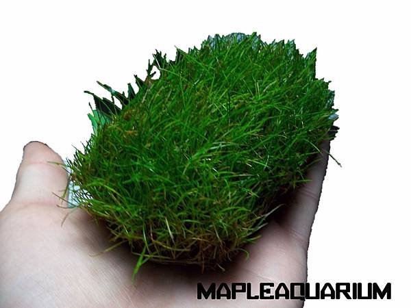 牛毛氈侘草