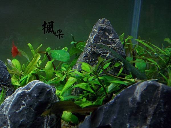 古巴葉底紅