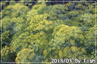 IMG_0881