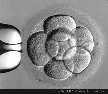 8-cell-embryo.png