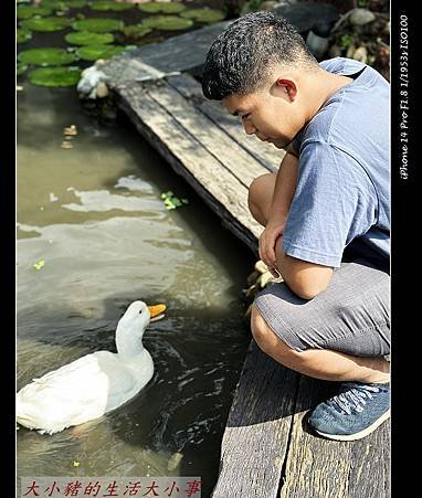 【田寮農莊】台中南屯的田園秘境：親子同樂的寵物友善景觀餐廳